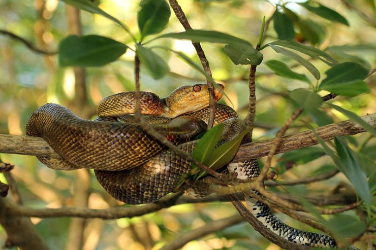 Cook's_tree_boa_(Corallus_hortulanus)